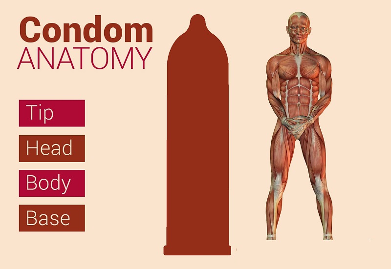 Condom Anatomy - Top to Bottom